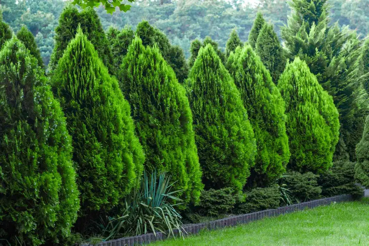 Reihen von immergr&uuml;nen Koniferen bilden eine dichte Hecke. Welche Hecken gibt es? Diese hier sind perfekt f&uuml;r Sichtschutz.