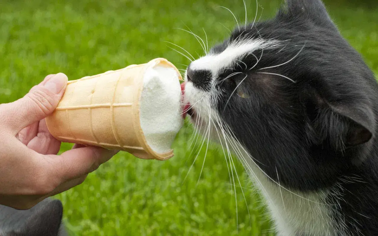 A black and white cat licks ice cream from a cone held by a hand. This image makes you wonder, can cats eat ice cream?