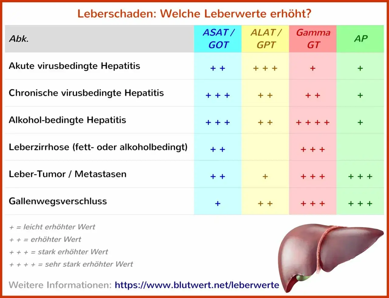 Tabelle zeigt Leberwerte bei verschiedenen Lebererkrankungen, wie z.B. Fettleber. Erh&ouml;hte ASAT, ALAT, Gamma GT und AP-Werte sind Indikatoren.