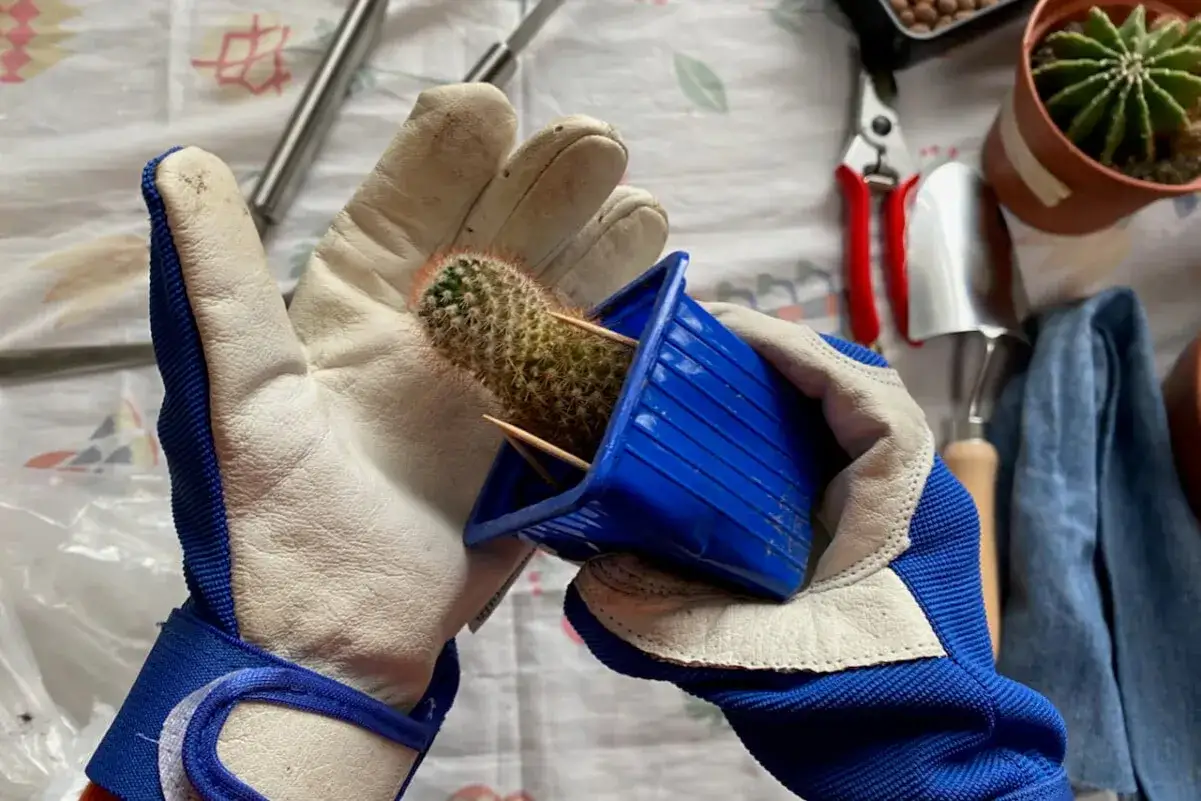 Handskar skyddar fingrarna vid omplantering av en taggig kaktus. Tandpetare h&aring;ller den p&aring; plats i den bl&aring; plastkrukan.