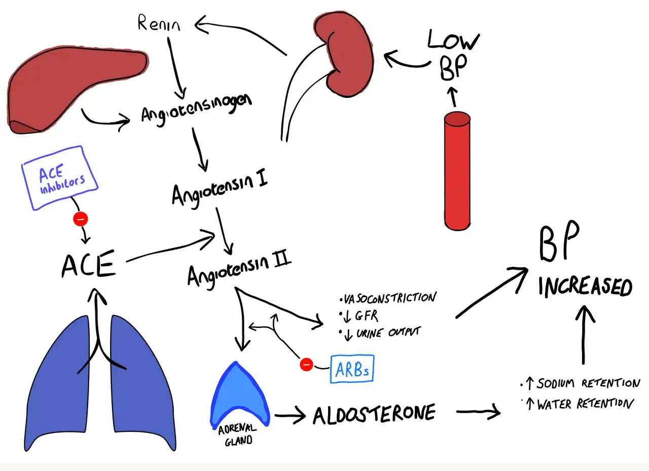 Schemat układu renina-angiotensyna-aldosteron. Inhibitory ACE i ARB blokują ścieżkę, obniżając ciśnienie.