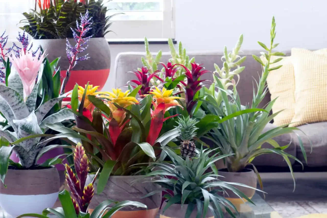 Kolorowe kwiaty bromelia w doniczkach, tworzące tropikalną aranżację w salonie.