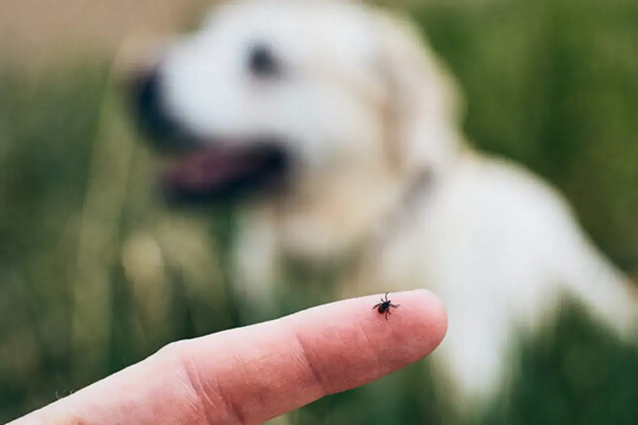 Garrapata en un dedo, posible portadora de la enfermedad de Lyme en perros. Un perro blanco borroso al fondo.