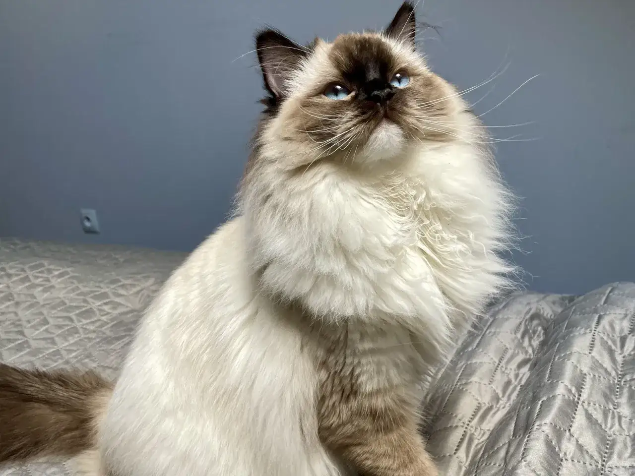 Piękny kot rasy ragdoll z niebieskimi oczami, siedzący na ł&oacute;żku. Ragdoll ile żyje? Średnio 12-17 lat.