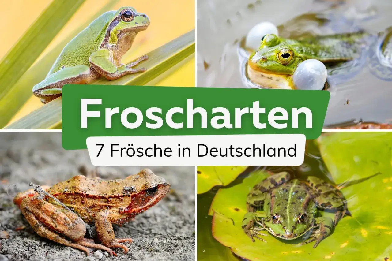 Vier Bilder zeigen verschiedene Froscharten in Deutschland: ein Laubfrosch auf einem Blatt, ein Grasfrosch im Wasser, ein brauner Frosch auf Steinen und ein weiterer grüner Frosch auf einem Seerosenblatt.