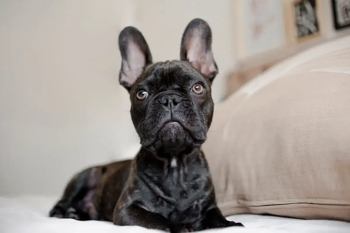 Un bouledogue français noir aux grandes oreilles, au regard intense, semble prêt à bondir. Ne vous fiez pas à son air de bouledogue français dangereux, il est juste curieux.