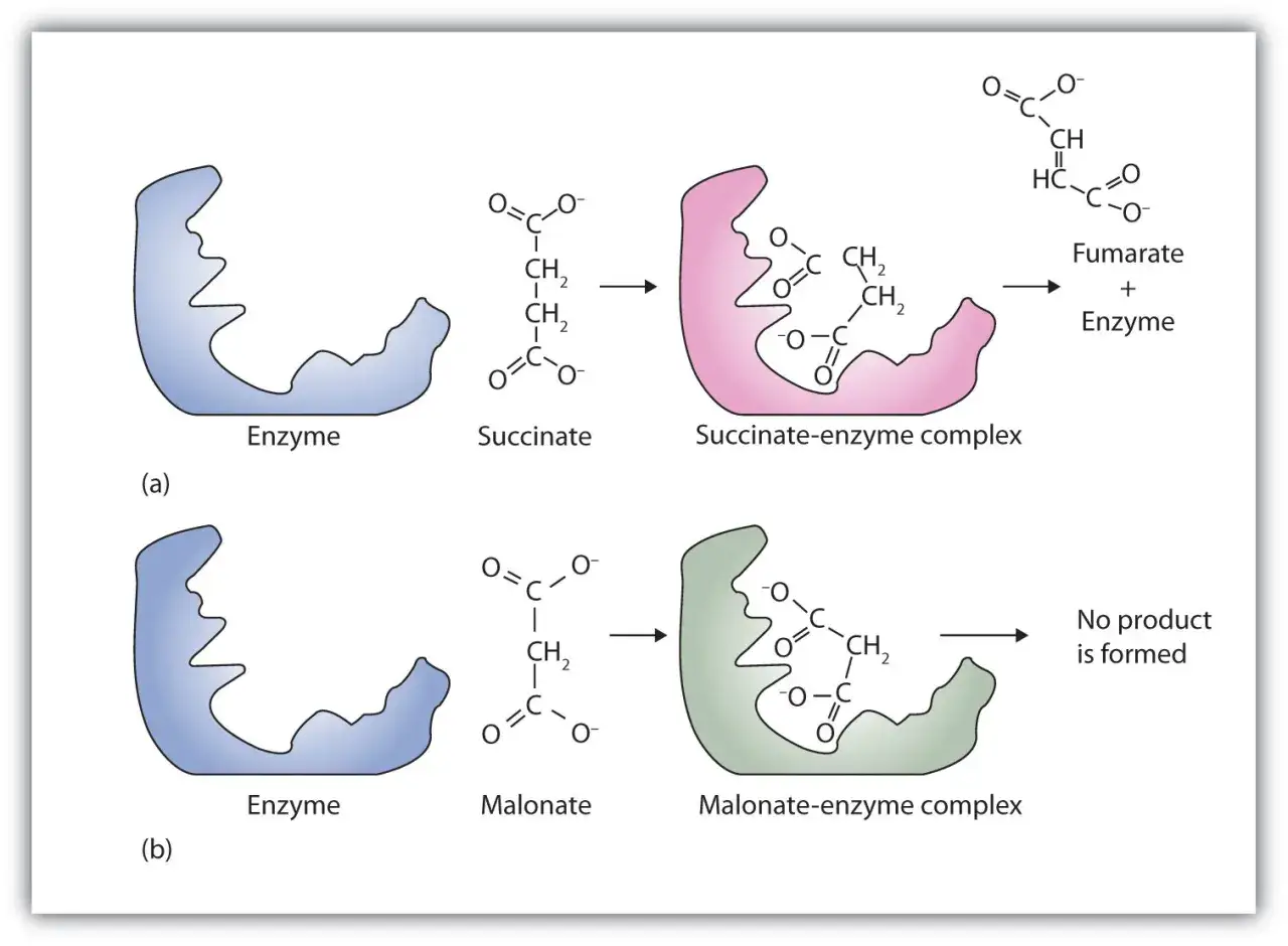 (a) Enzym katalizuje reakcję bursztynianu do fumaranu. (b) Malonian działa jako inhibitor, blokując enzym i uniemożliwiając powstanie produktu.