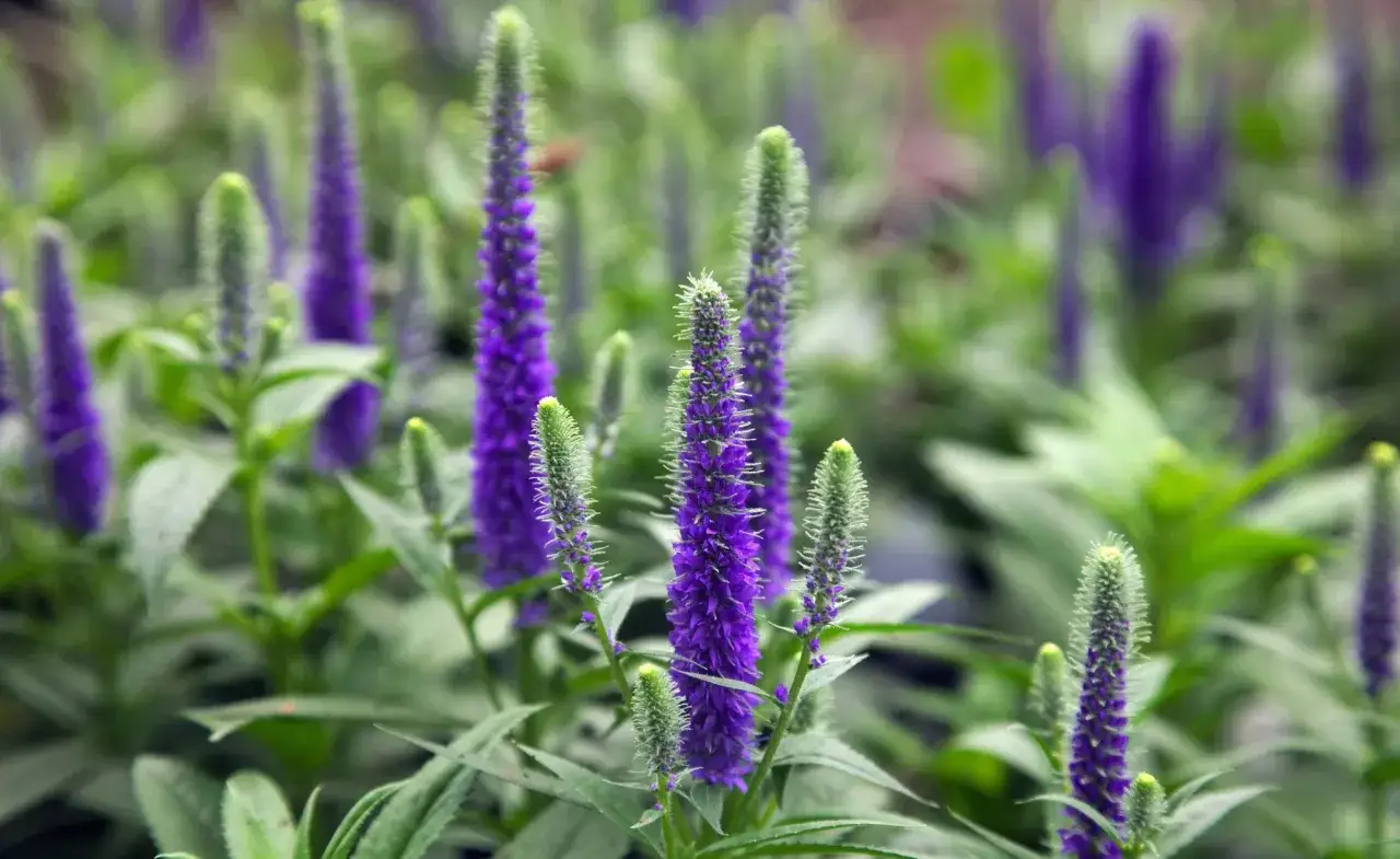 Nahaufnahme von violetten Ehrenpreis-Pflanzen, die in einem Garten wachsen.