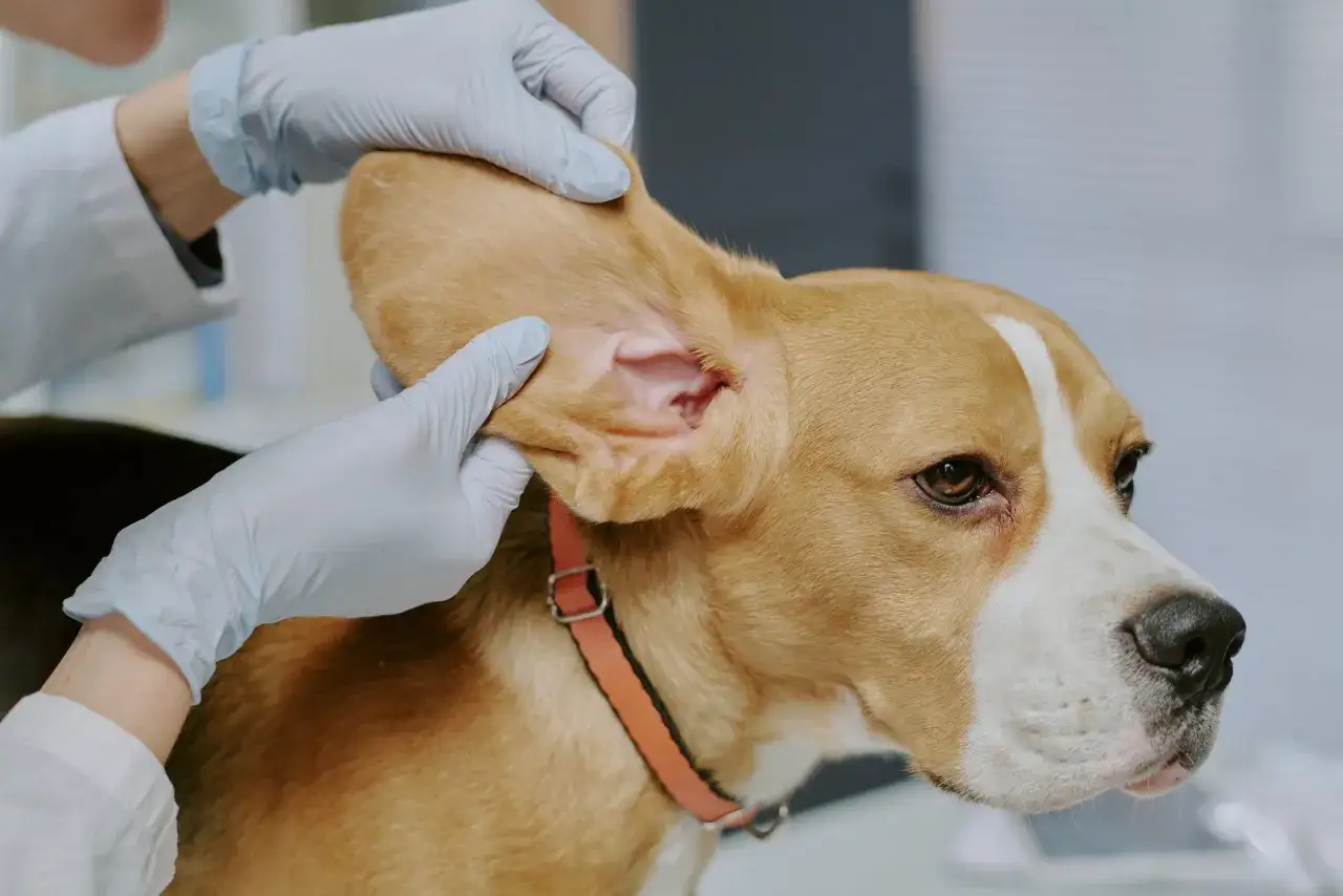 Manos enguantadas revisan la oreja de un beagle. El veterinario se asegura de que el o&iacute;do est&eacute; limpio y sano.