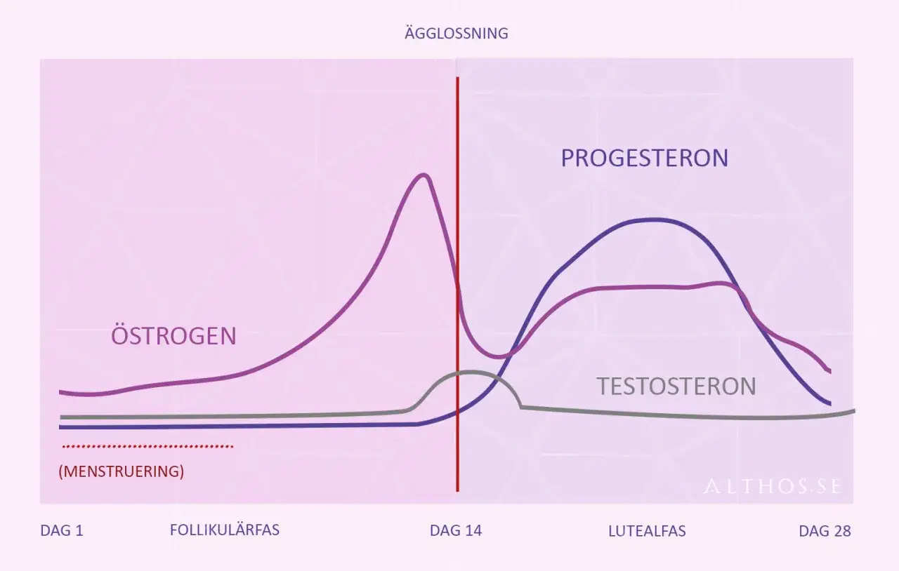 Graf &ouml;ver hormonniv&aring;er under menscykeln. L&aring;gt progesteron kan ge symptom vid klimakteriet.