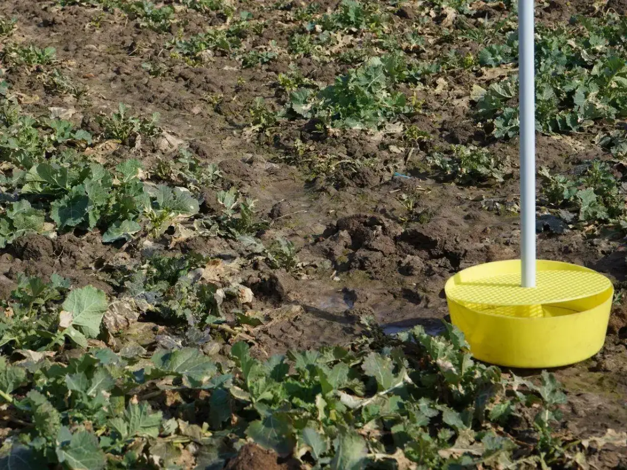 Ż&oacute;łta pułapka na szkodniki zb&oacute;ż stoi pośr&oacute;d młodych roślin na polu.