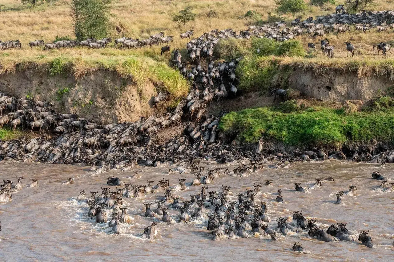 Tysiące gnu w rzece podczas wielkiej migracji. Zwierzęta wspinają się po stromym brzegu, tworząc niesamowity widok.