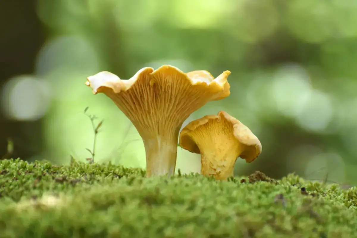 Dwa piękne, ż&oacute;łte kurki wyrastają z zielonego mchu. W lesie, gdzie rosną kurki, panuje spok&oacute;j.