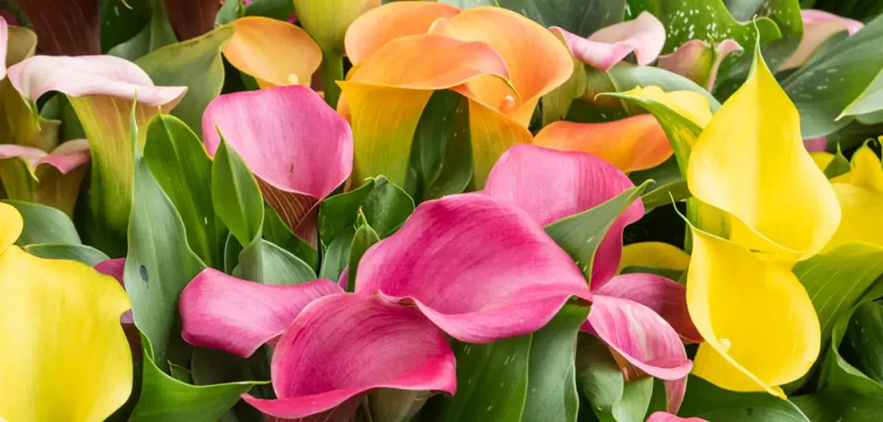 Un bouquet d'arum en pot extérieur aux couleurs vives : rose, jaune, orange et rose pâle, avec leurs feuilles vertes luxuriantes.