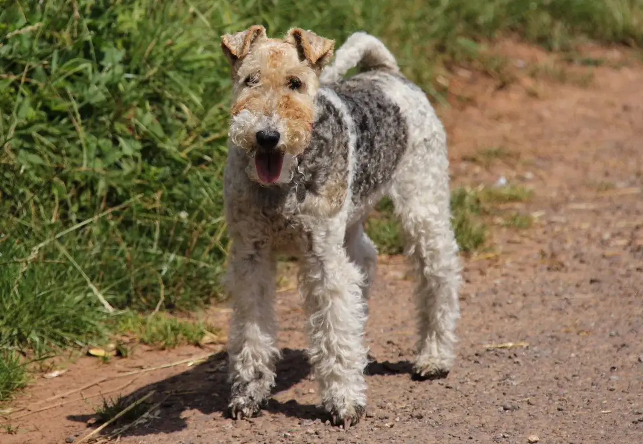 Un juguet&oacute;n fox terrier con pelaje rizado y blanco y gris, con la lengua fuera, posa en un camino de tierra rodeado de hierba verde.