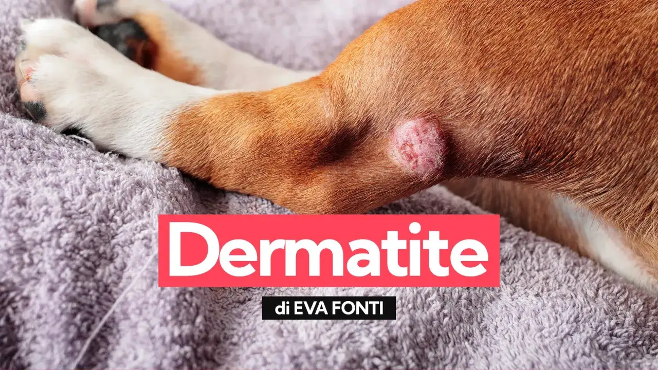 Primo piano di una zampa di cane con un'area arrossata e irritata, indicativa di dermatite.