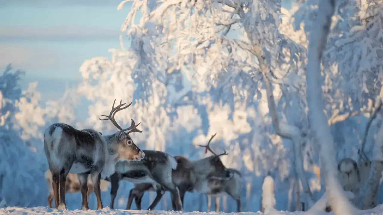 Renar i snöklädd skog i norra Sverige. Vackert vinterlandskap med djur som betar i kylan.