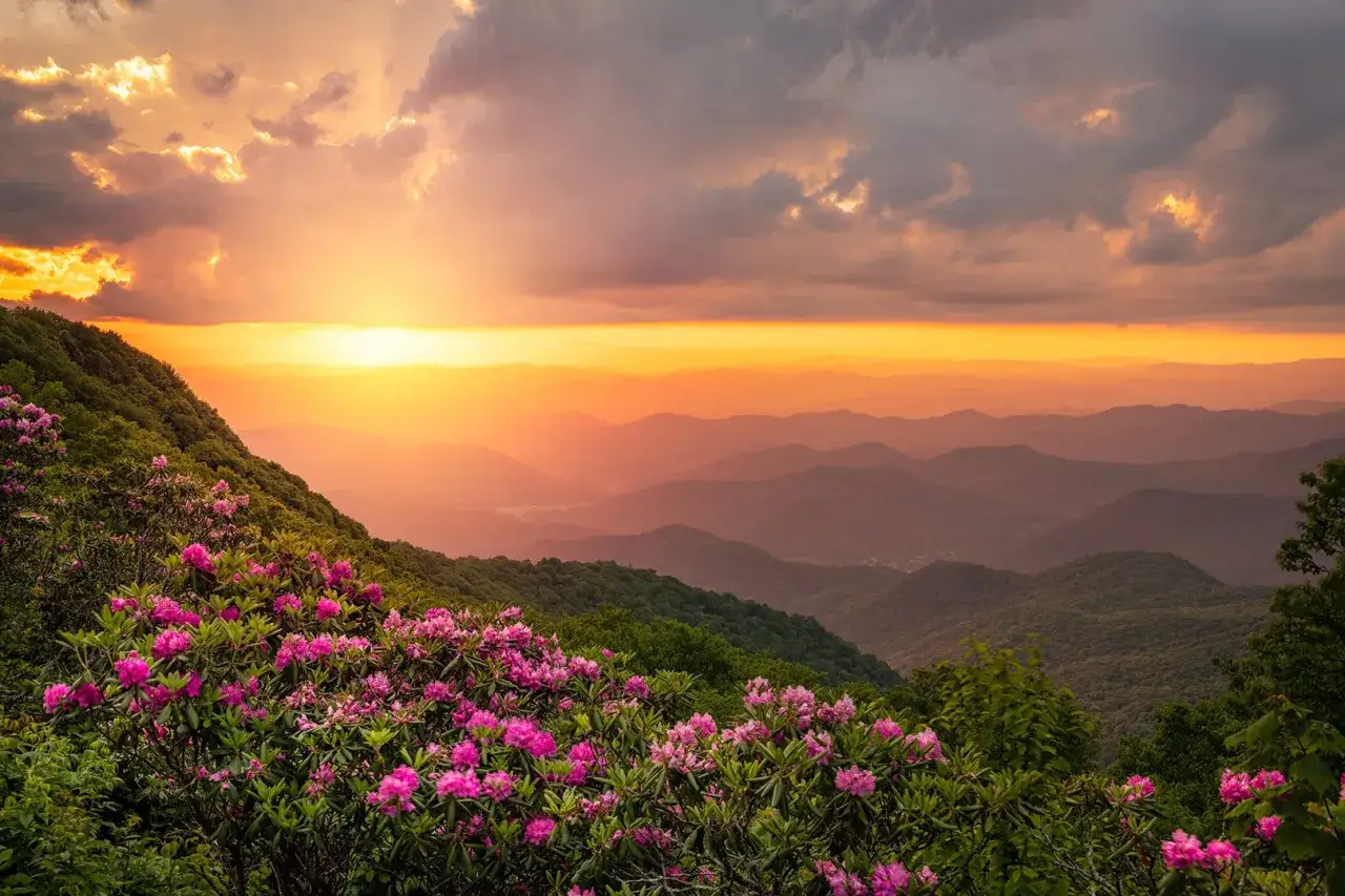 Vibrant pink rhododendrons bloom on a mountainside at sunset, a perfect scene for spring photography. Layers of hazy mountains stretch to the horizon under a dramatic, golden sky.