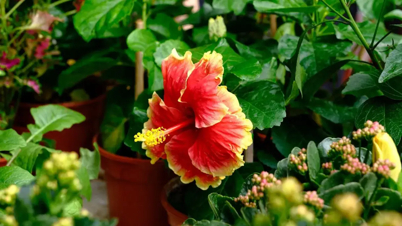 Un magnifique hibiscus en pot, aux p&eacute;tales rouge et jaune, se dresse fi&egrave;rement parmi d'autres plantes vertes.