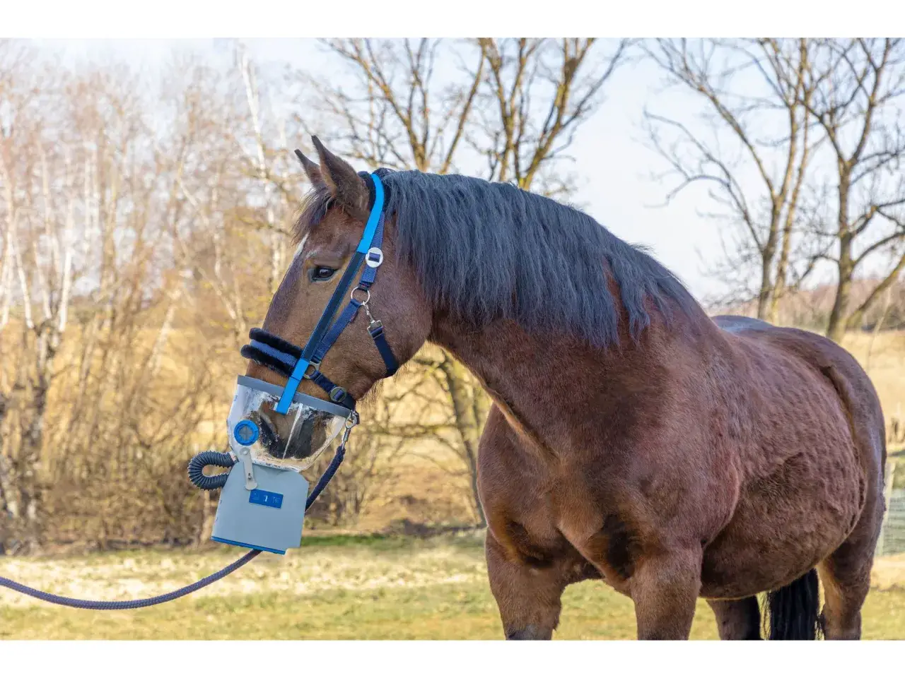 Braunes Pferd mit Inhalationsmaske im Freien. Die Maske hilft dem Pferd beim Inhalieren von Medikamenten.