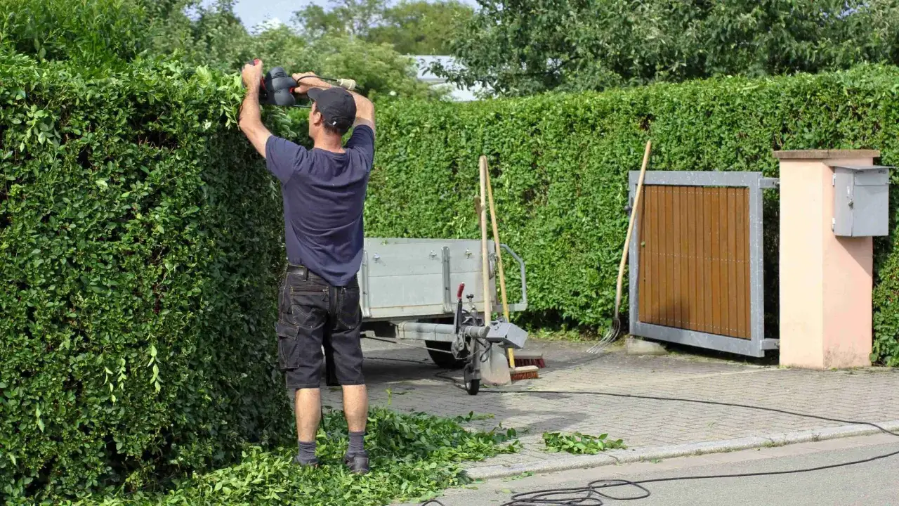 Mann in Bayern schneidet mit Heckenschere eine dichte grüne Hecke. Schnittgut liegt auf dem Gehweg.