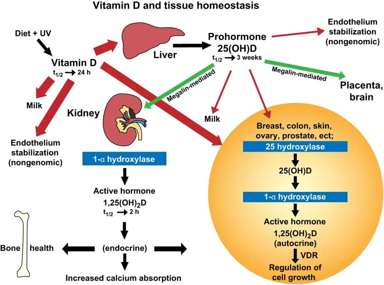 Schema che illustra il ruolo della vitamina D in gravidanza: dal fegato ai reni, fino alla placenta e al cervello, per la salute ossea e la crescita cellulare.