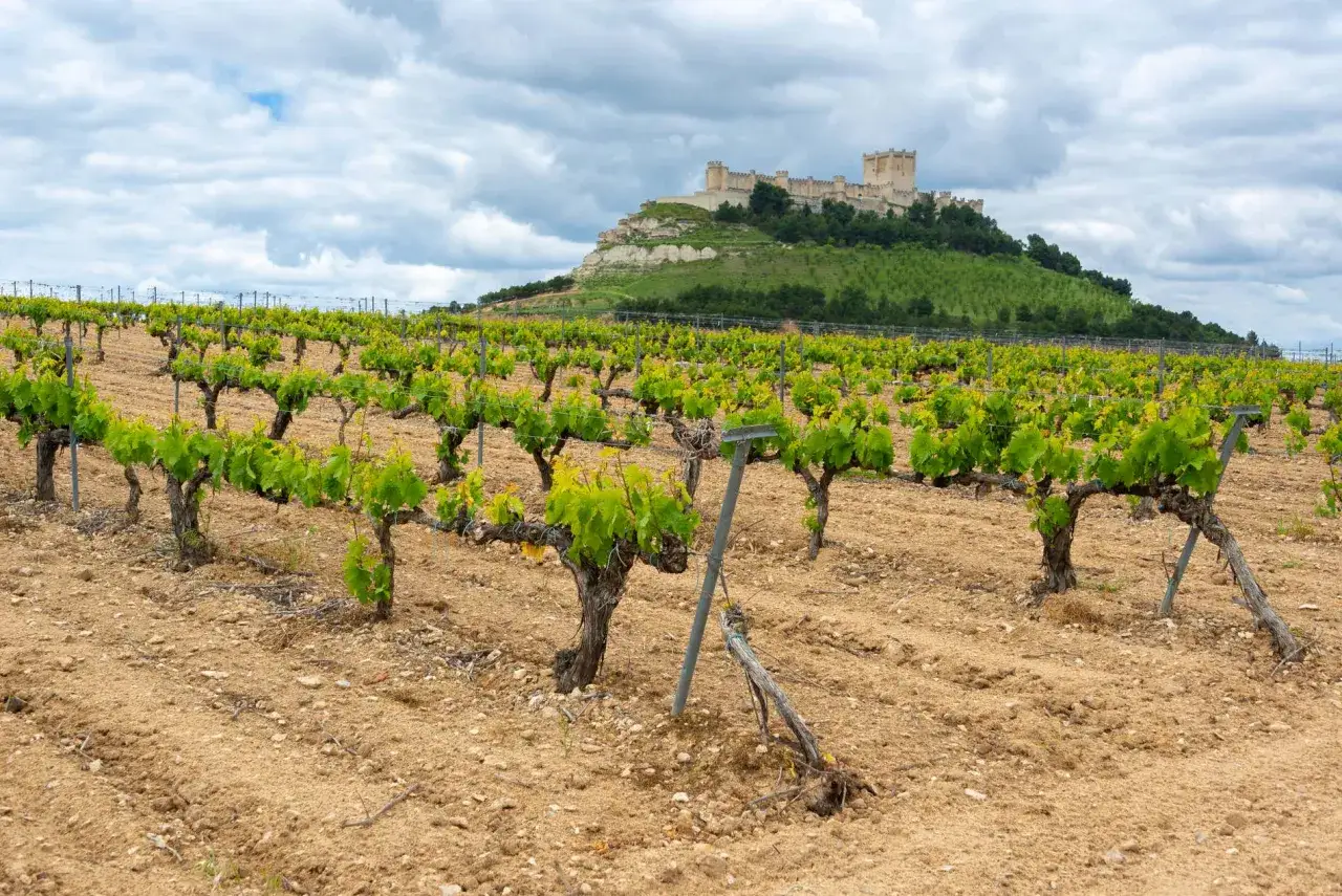 Vi&ntilde;edos en **finca el ca&ntilde;o** con un castillo imponente en la colina al fondo.