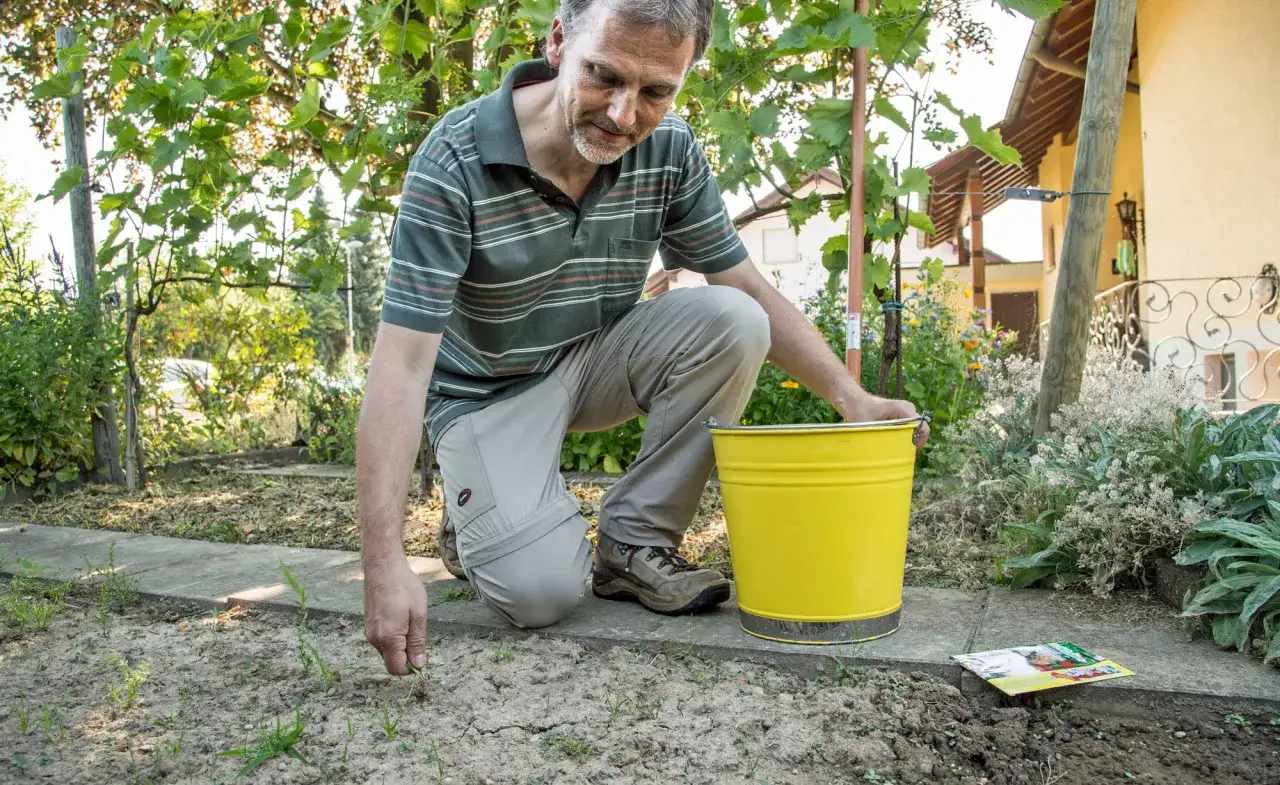 Mann kniet im Garten und entfernt Unkraut. Ein gelber Eimer steht bereit.