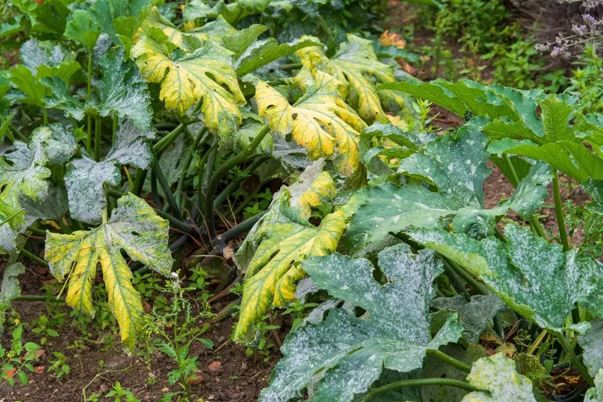 Plantes de courgettes avec des feuilles vertes et des taches blanches, certaines feuilles de courgette feuille jaune montrent des signes de maladie.