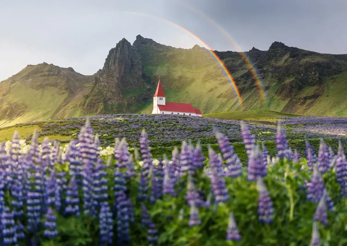 Kościół na wzgórzu wśród łubinów, pod tęczą. Islandia ceny mogą być wysokie, ale widoki są bezcenne.