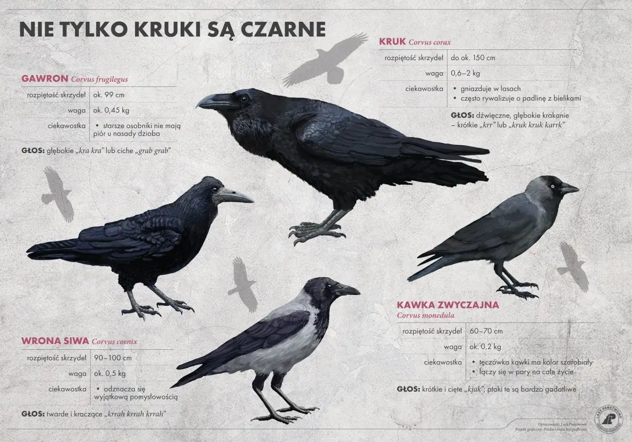Ilustracja przedstawia kruka, gawrona, wronę siwą i kawkę. Poznaj różnice między tymi ptakami, od ich rozmiarów po głosy.