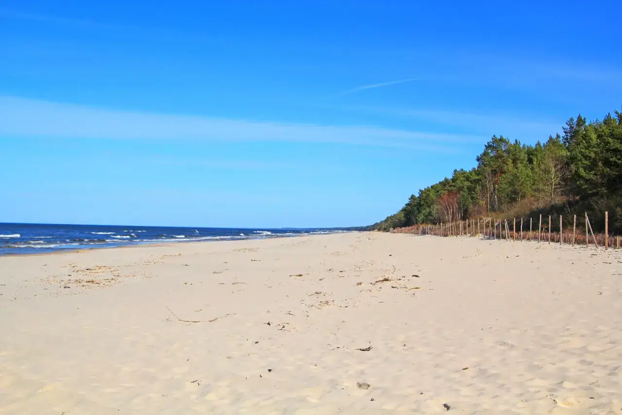 Pusta plaża na Mierzei Wiślanej, z lasem sosnowym w tle. Idealne miejsce na spokojny spacer i podziwianie przyrody.