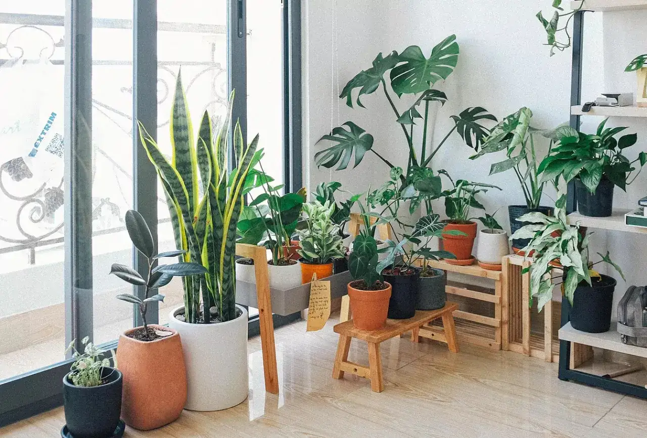 Un rinc&oacute;n acogedor con varias plantas de interior poca luz, incluyendo una sansevieria, un ficus y una monstera, prosperando cerca de una ventana.