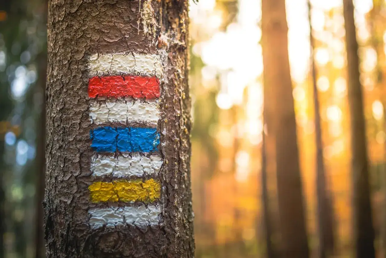 Marcas de colores en un árbol, indicando el camino para senderismo. El sol ilumina el bosque otoñal.