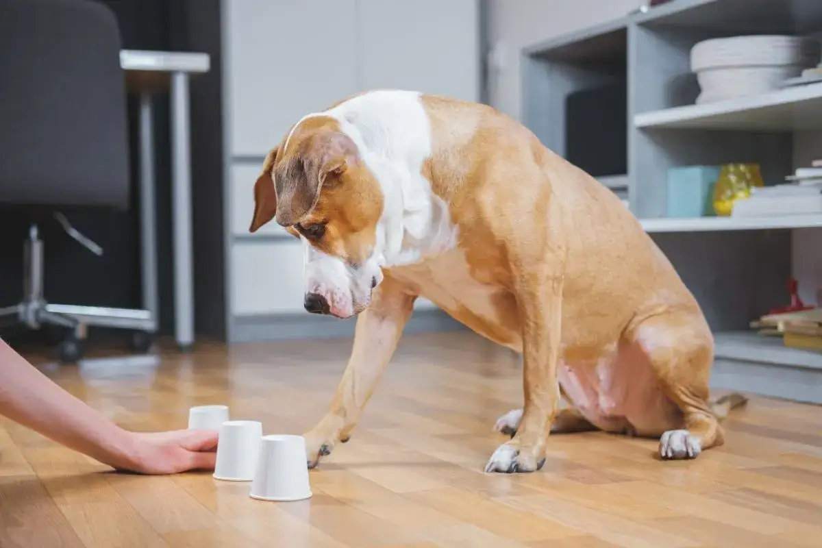 En hund leker med tre vita muggar p&aring; golvet, en person hj&auml;lper till att aktivera valp inomhus.