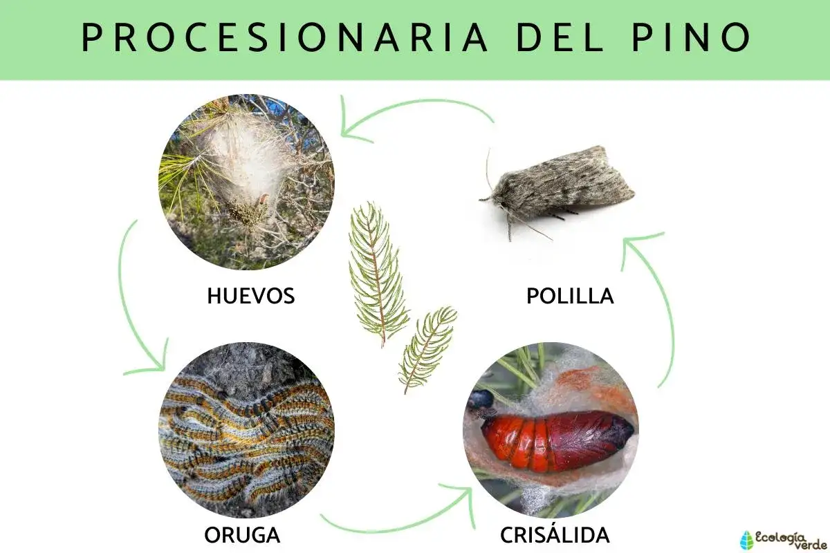 Ciclo de vida de la procesionaria del pino: huevos, oruga, cris&aacute;lida y polilla adulta.