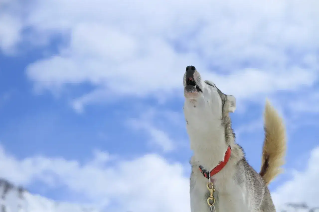 Siberian husky wyje do nieba. To jego sposób komunikacji, jakby pytał 