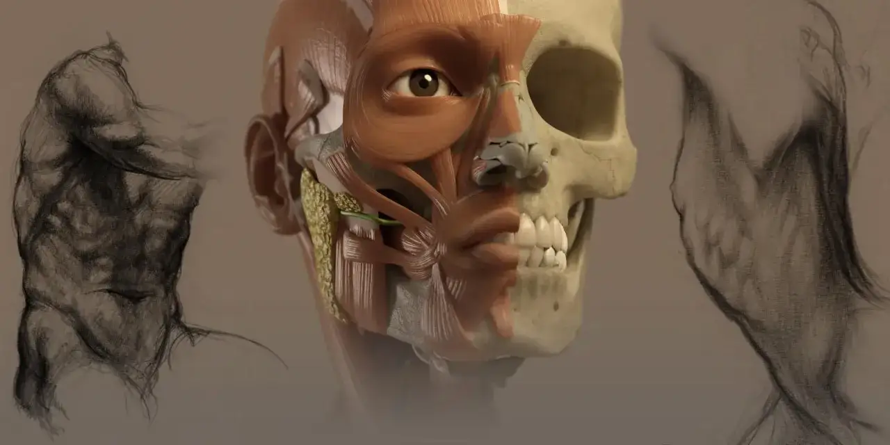 Szkice mięśni i czaszki, idealne do nauki anatomii online.
