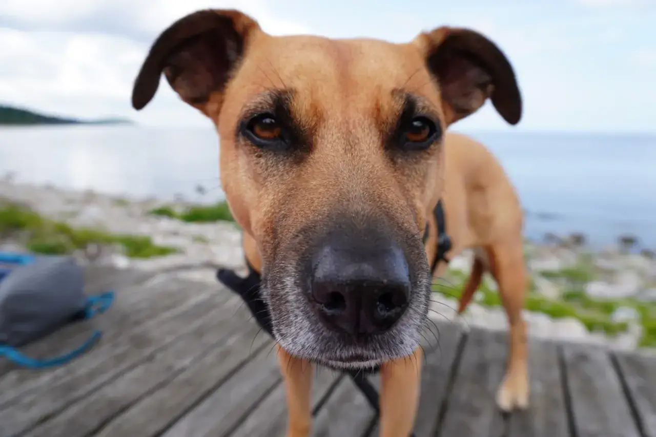 En brun hund står ensam vid havet, med blicken fäst framåt.