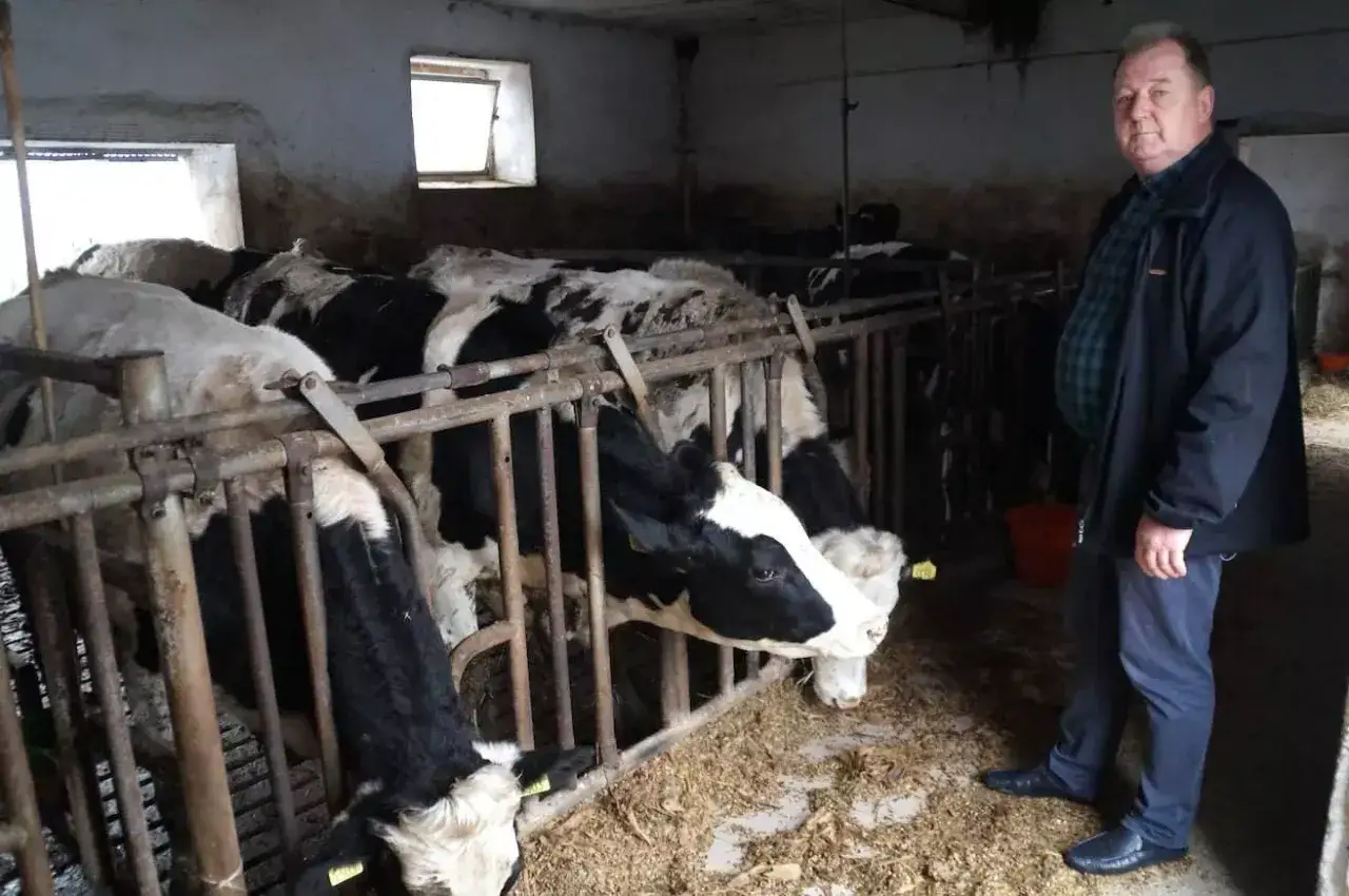 Rolnik dogląda stada czarno-białych krów. Byki pasą się spokojnie w oborze.