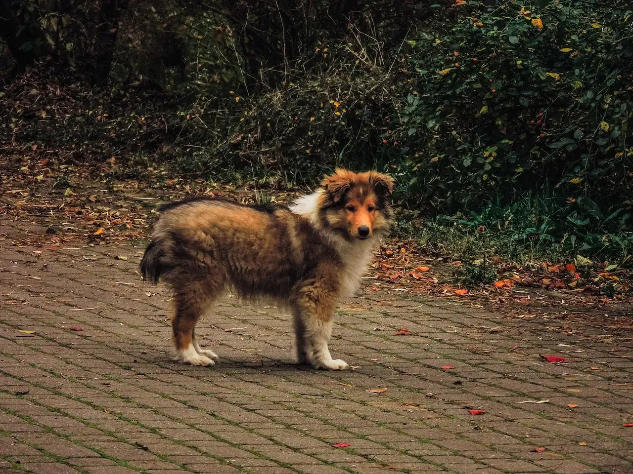 Młody islandzki szpic pasterski stoi na brukowanej ścieżce, otoczony jesiennymi liśćmi i bujną zielenią.