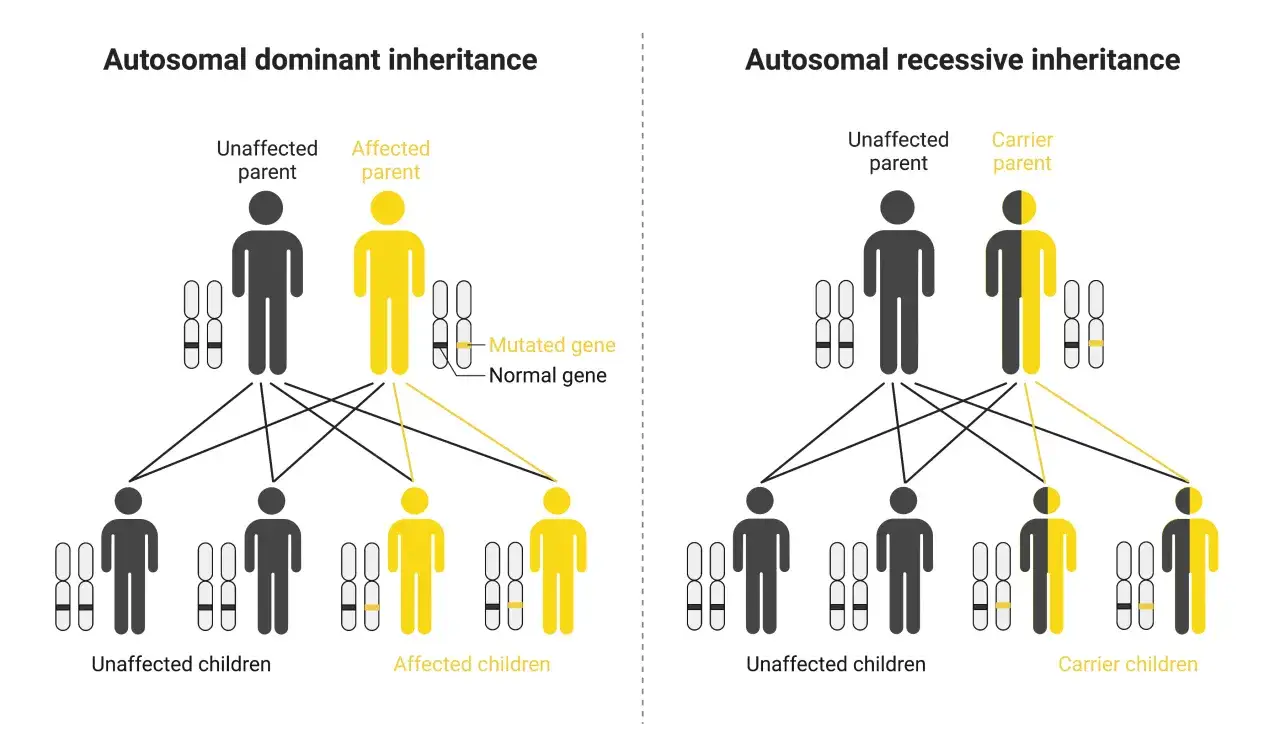 Diagramas de herencia autosómica dominante y recesiva. Las enfermedades se heredan del padre o de la madre, afectando a los hijos de distintas maneras.