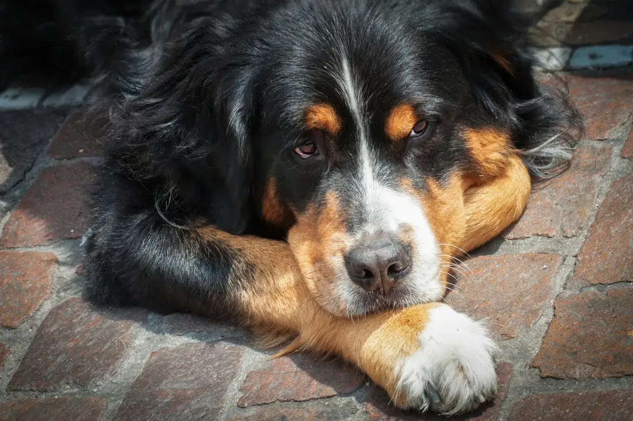 En Bernersennen ligger på kullersten, med en tass vilande mot nosen. Hunden ser lite ledsen ut, kanske på grund av en korsbandsskada.