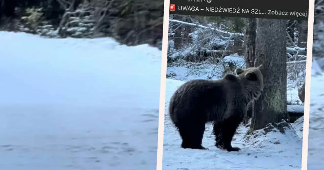 Zimowy las, śnieg i niedźwiedź. Dowiedz się, co zrobić jak spotkasz niedźwiedzia, by zachować bezpieczeństwo.
