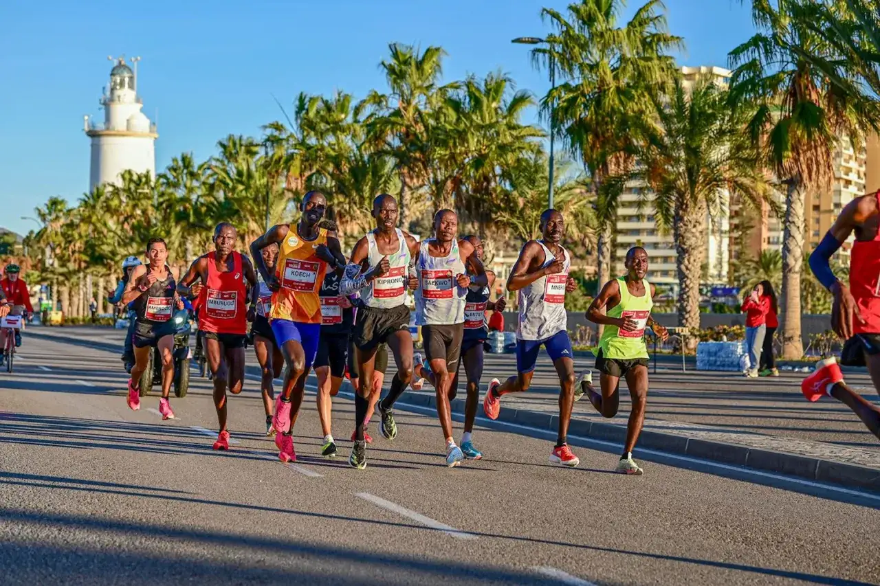 Läufer beim Malaga Marathon kämpfen sich unter Palmen und Sonnenschein durch.