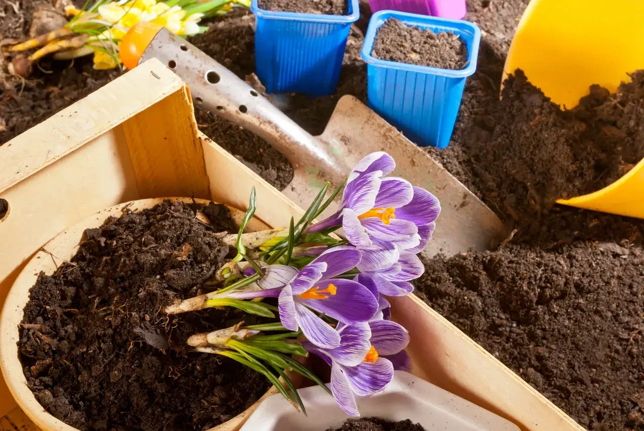 Fiori di pianta zafferano viola e bianchi pronti per essere piantati, con terra e attrezzi da giardinaggio.