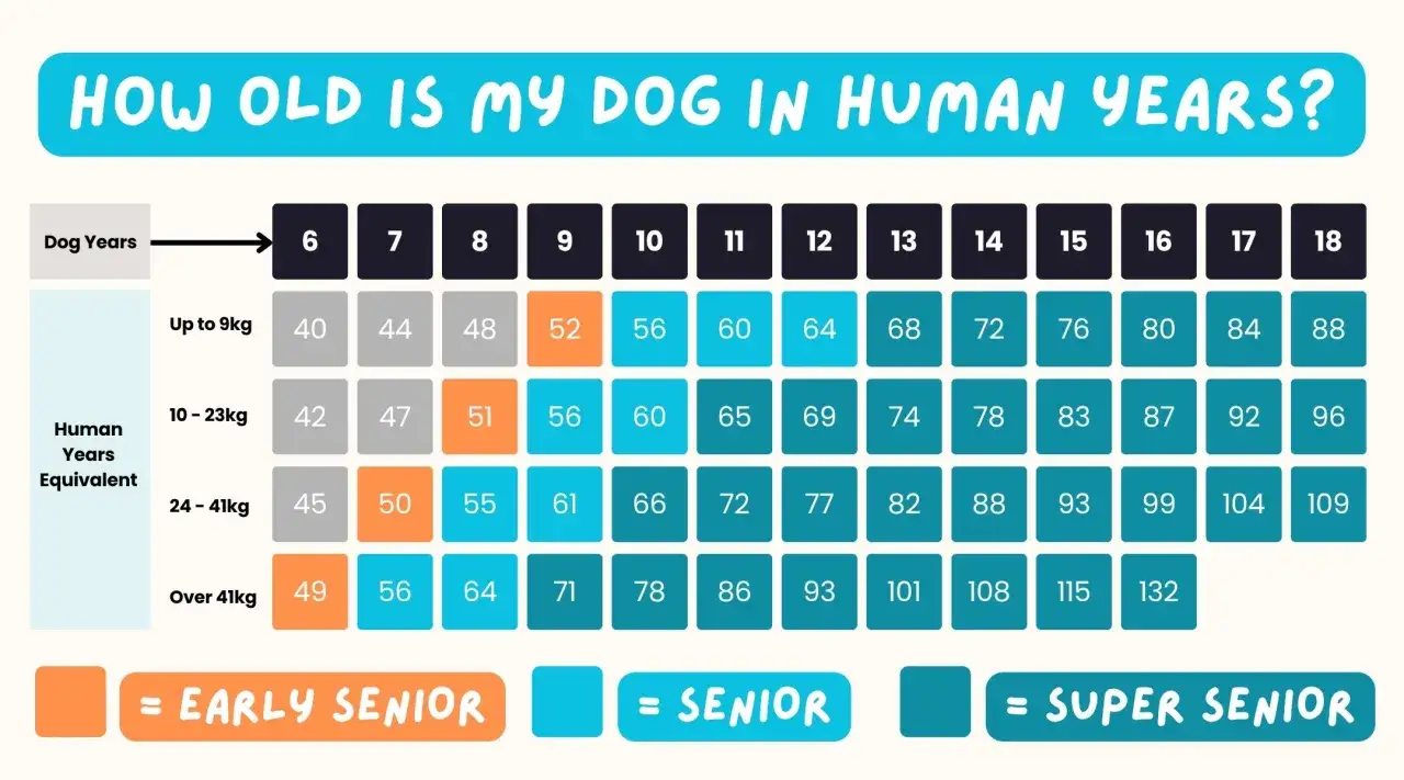 Tabla de edad de perros a humanos, que muestra la equivalencia en años humanos según la edad y el peso del perro.