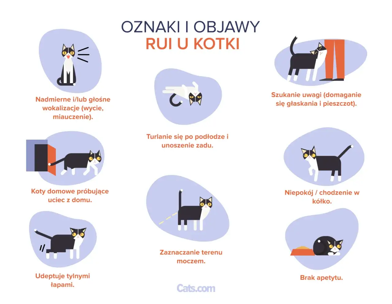 kotka w rui objawy