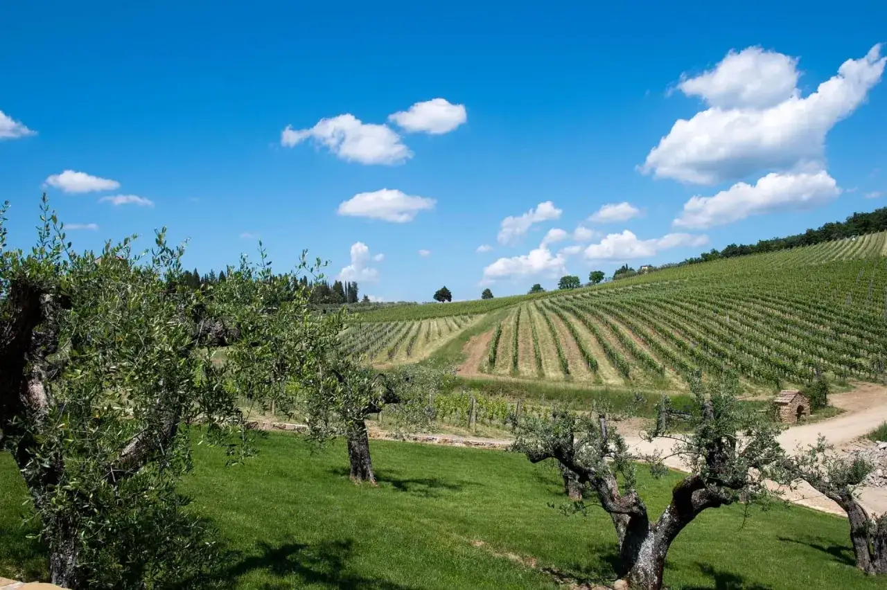 Vigneti ordinati e ulivi secolari nella **Tenuta Casenuove**, sotto un cielo azzurro con nuvole bianche.