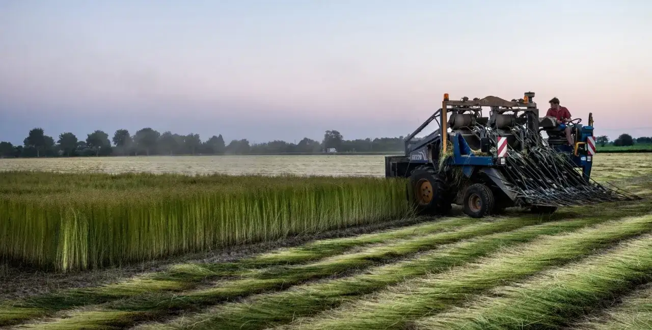 Un tracteur récolte du lin matière dans un champ au crépuscule. Les tiges vertes sont coupées et déposées en rangées.
